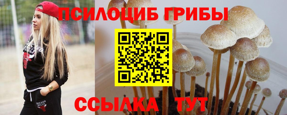 Аша  Псилоцибиновые грибы Cubensis  Вход с VPN 